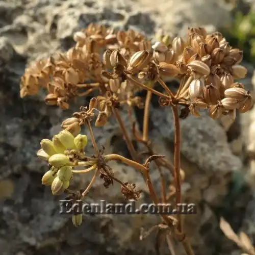 Зображення достигаюче насіння