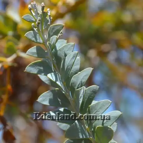 Зображення начало цветения