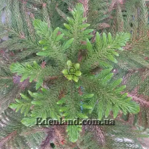 Изображение Араукария разнолистная - Araucaria heterophylla