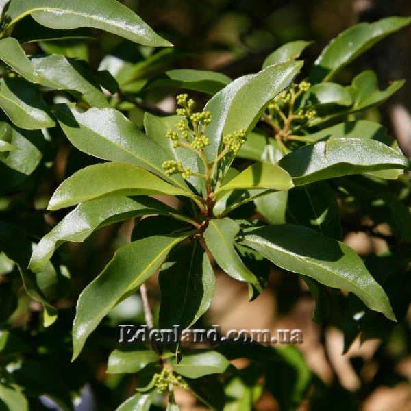 Зображення початок цвітіння