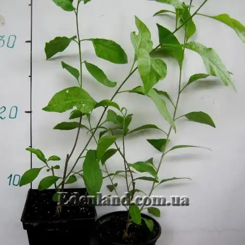 Зображення саджанці у продажу