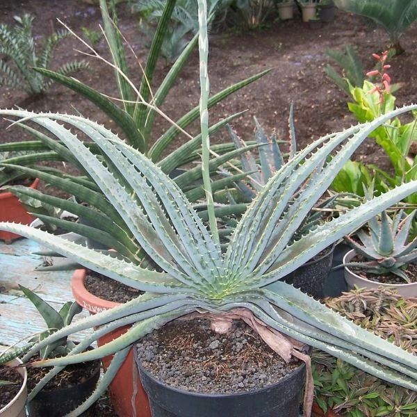Зображення Алое надлистяне - Aloe suprafoliata 