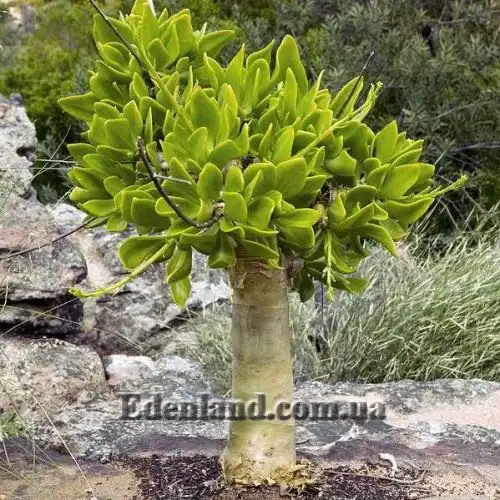 Изображение Тилекодон метельчатый  - Tylecodon paniculatus