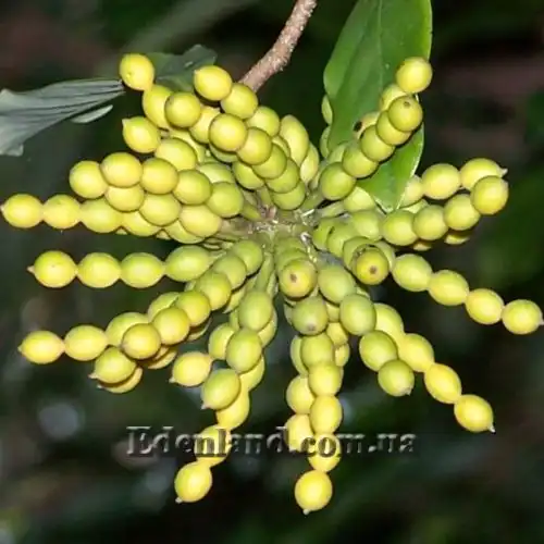 Зображення Десмос китайський - Desmos chinensis