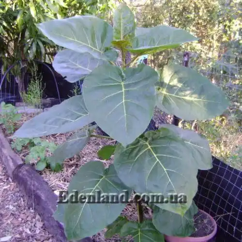 Изображение Цифомандра свекловидная желтая - Cyphomandra betacea gold