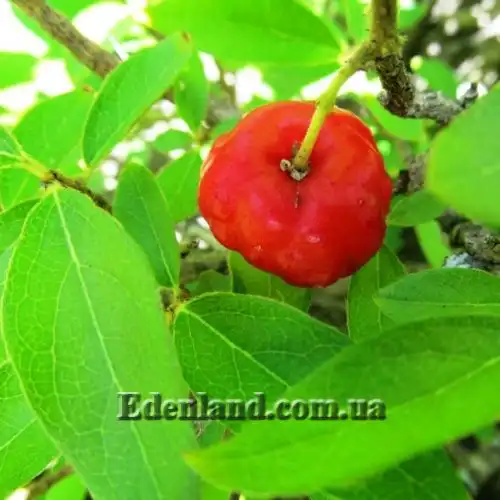 Изображение Мальпигия мексиканская - Malpighia mexicana