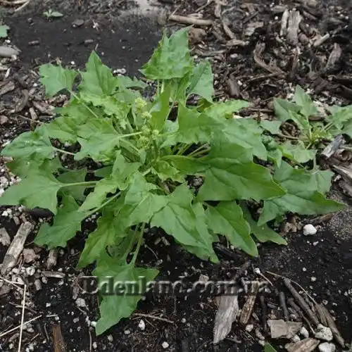 Изображение Блитум головчатый - Blitum capitatum