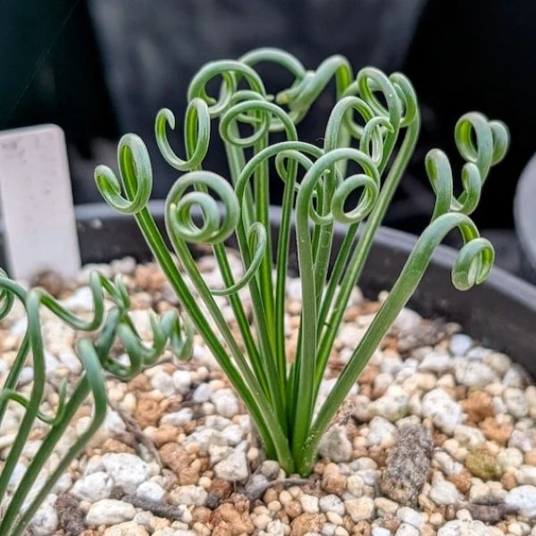 Койлонокс залозистий - Coilonox glandulosum