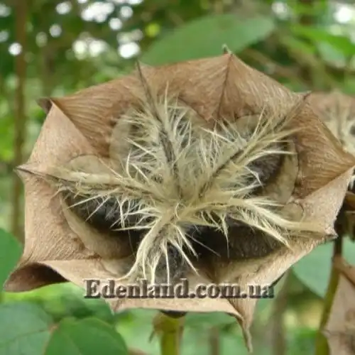 Зображення Аброма велична  - Abroma augusta