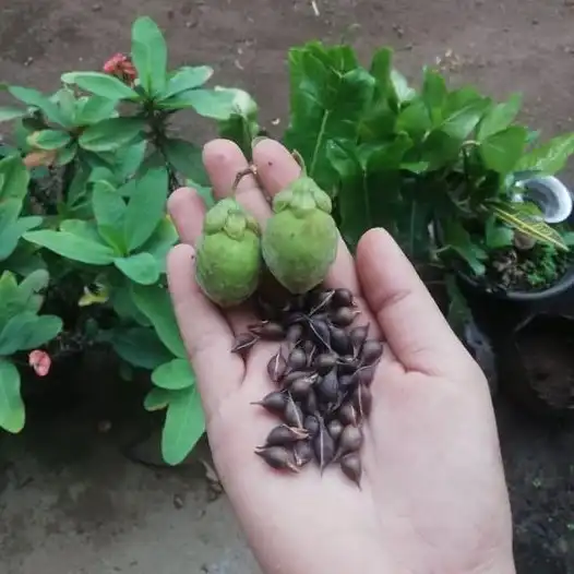 Изображение плоды и семена