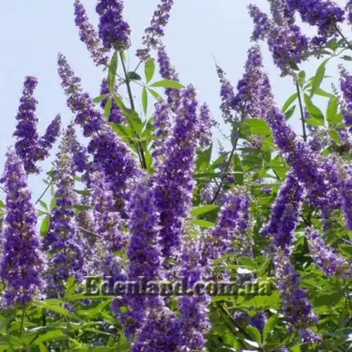 Изображение Витекс священный  - Vitex agnus - castus