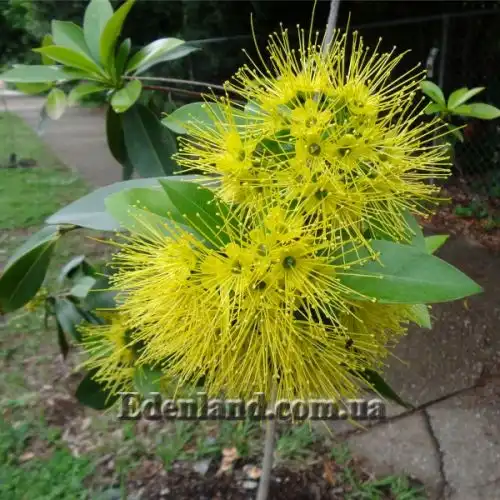 Зображення Ксантостемон золотистий - Xanthostemon chrysanthus