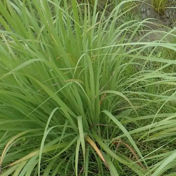 Изображение Цимбопогон Нард   - Cymbopogon Nardus 