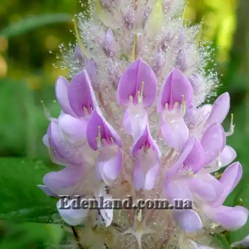 Изображение Урария волосатая - Uraria crinite