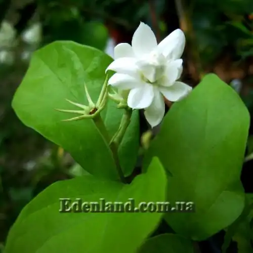 Изображение Жасмин самбак  - Jasminum sambac 