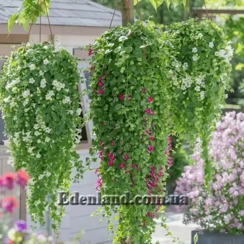 Изображение Лофоспермум стыдливый  - Lophospermum erubescens