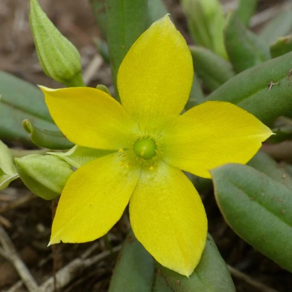 Зображення Талінум кафрський - Talinum caffrum  