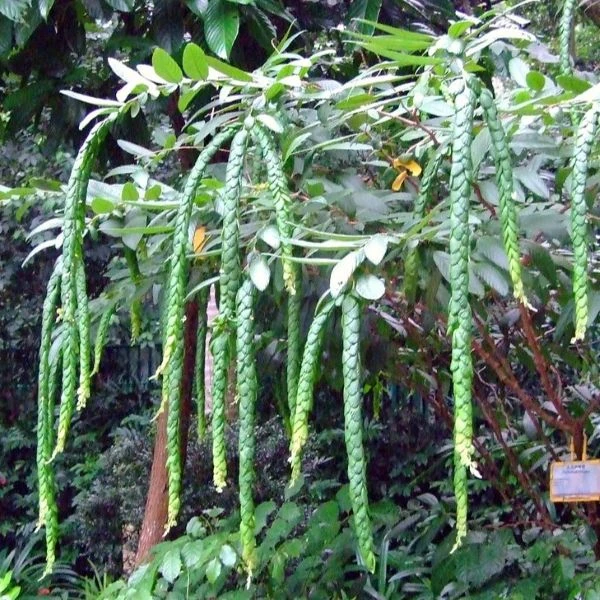 Зображення Філлодій гарний - Phyllodium pulchellum 