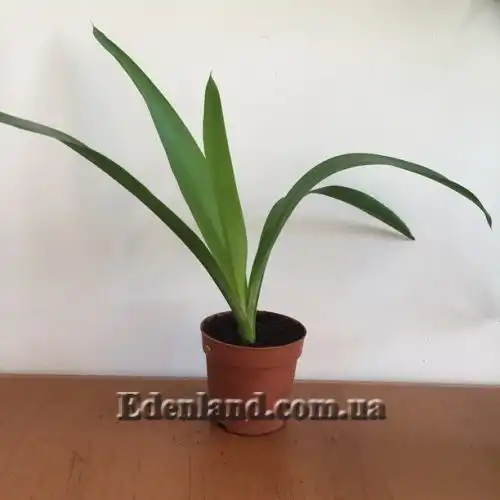 Изображение саженцы в продаже