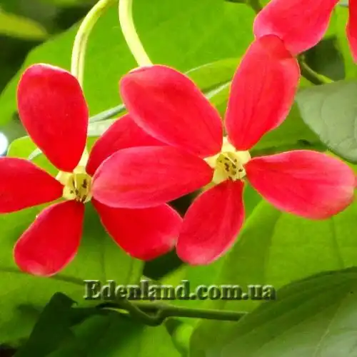 Изображение Квисквалис индийский    - Quisqualis indica 