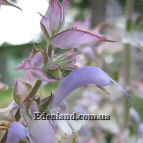 Зображення Шавлія мускатна - Salvia sclarea