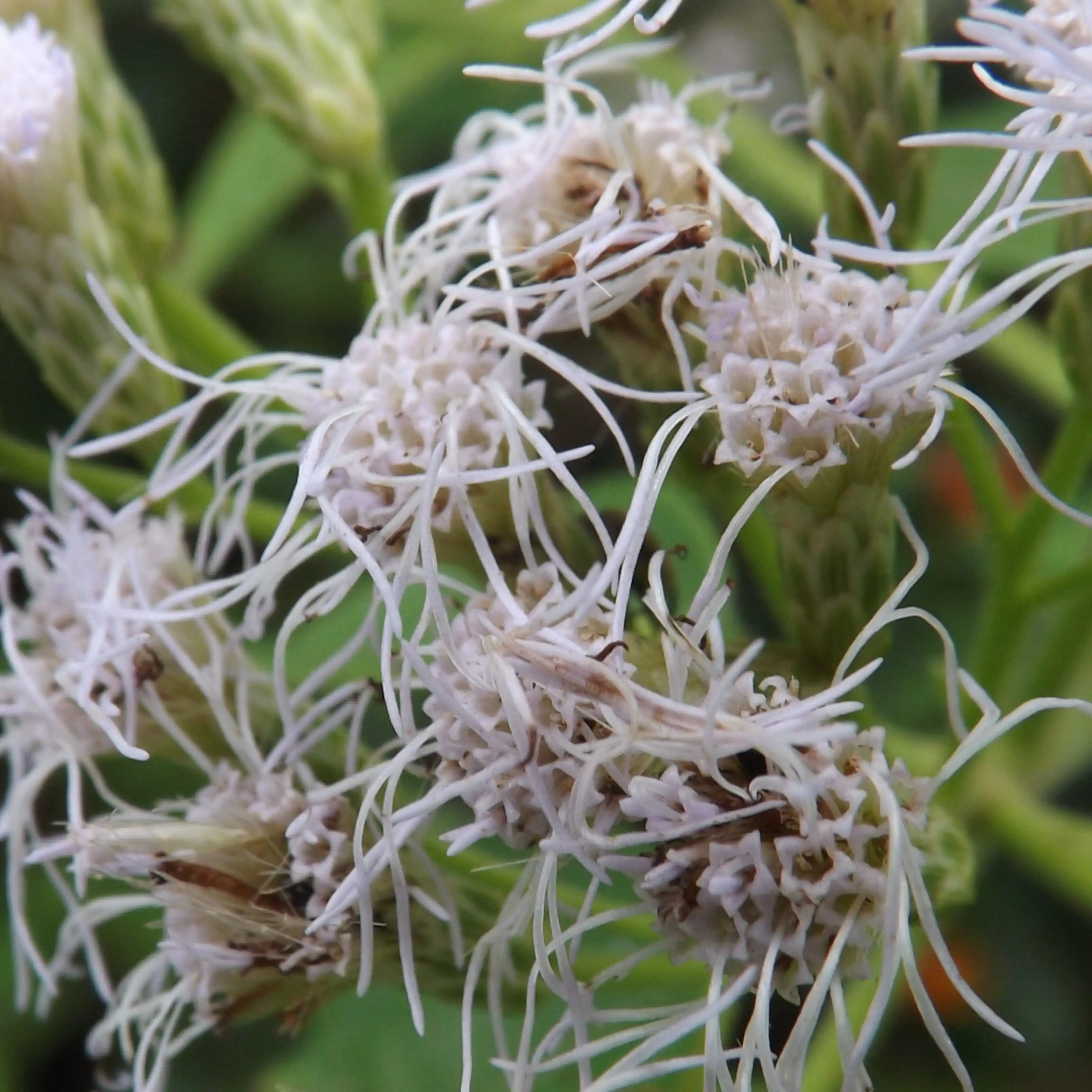 Изображение Хромолена душистая  - Chromolaena odorata