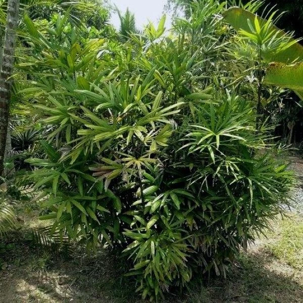 Зображення Рапис тонкий  - Rhapis subtilis 