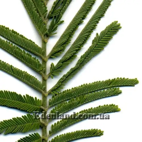 Изображение Акация беловатая (серебристая) - Acacia dealbata