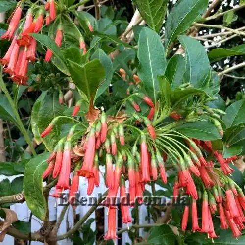 Изображение Иохрома фуксиевидная - Iochroma fuchsioides 