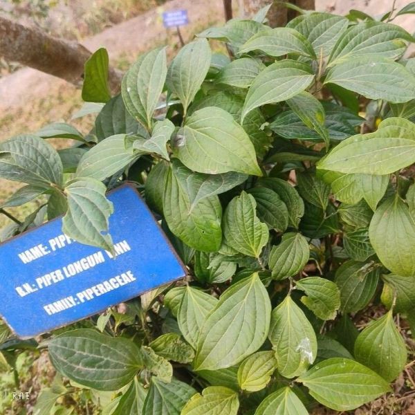 Изображение растения в саду