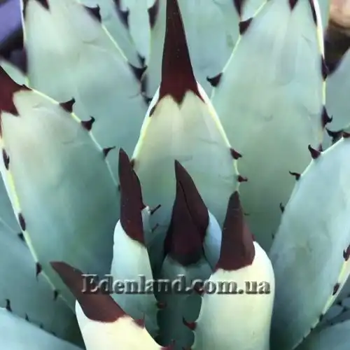 Изображение Агава крупноколючковая - Agave macroacantha