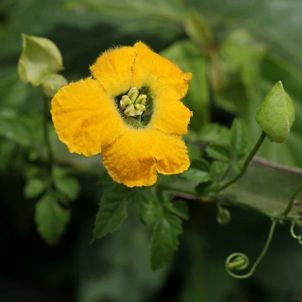 Изображение цветок