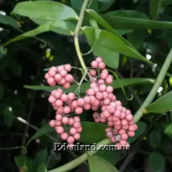 Зображення Флагелларія індійська - Flagellaria indica