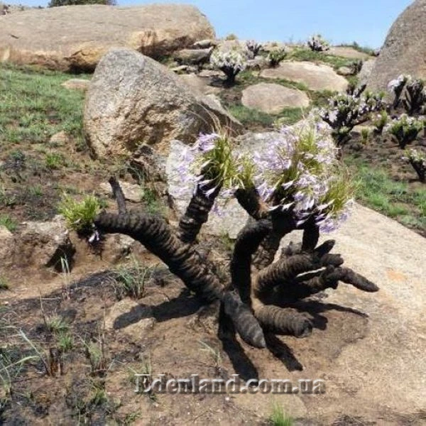 Зображення Ксерофіта сітчастожильчаста - Xerophyta retinervis