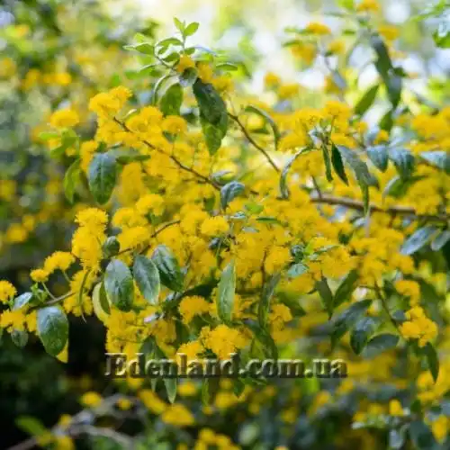 Зображення Азара зубчаста - Azara serrata 