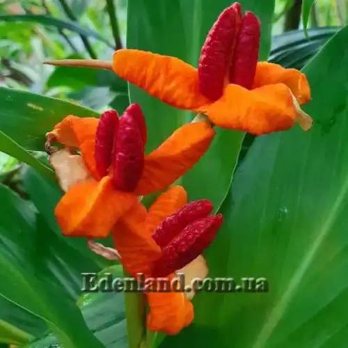 Изображение Гедихиум Хорсфильда - Hedychium horsfieldii