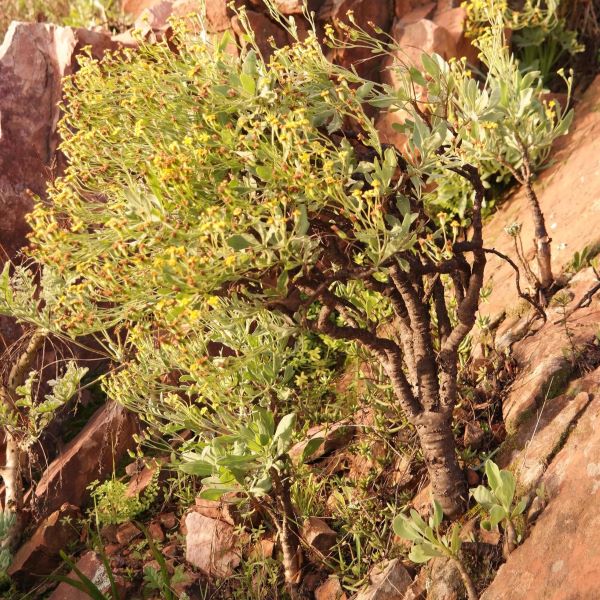 Зображення Отонна дуболиста - Othonna quercifolia