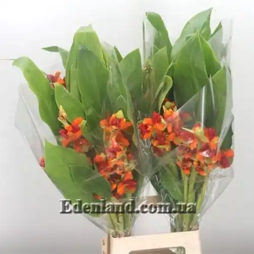 Изображение Гедихиум Хорсфильда - Hedychium horsfieldii