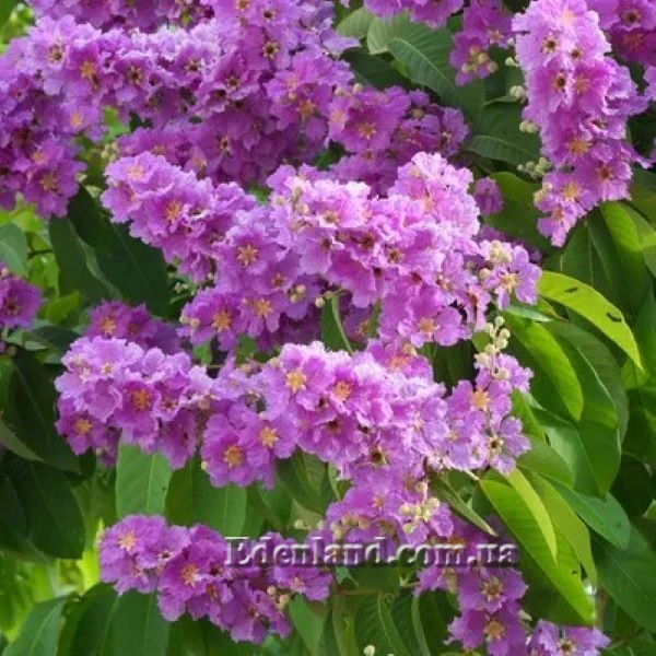 Изображение Лагерстремия красивая - Lagerstroemia speciosa