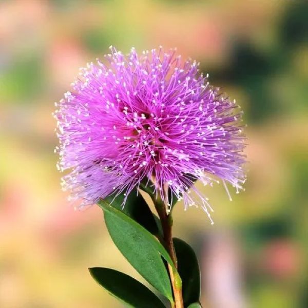 Зображення Мелалеука острівна - Melaleuca nesophila