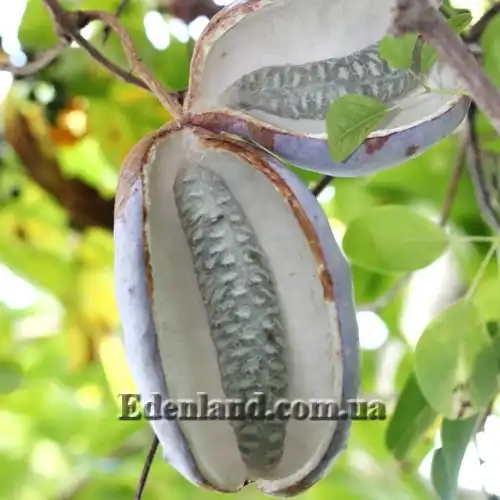 Зображення зрілі плоди