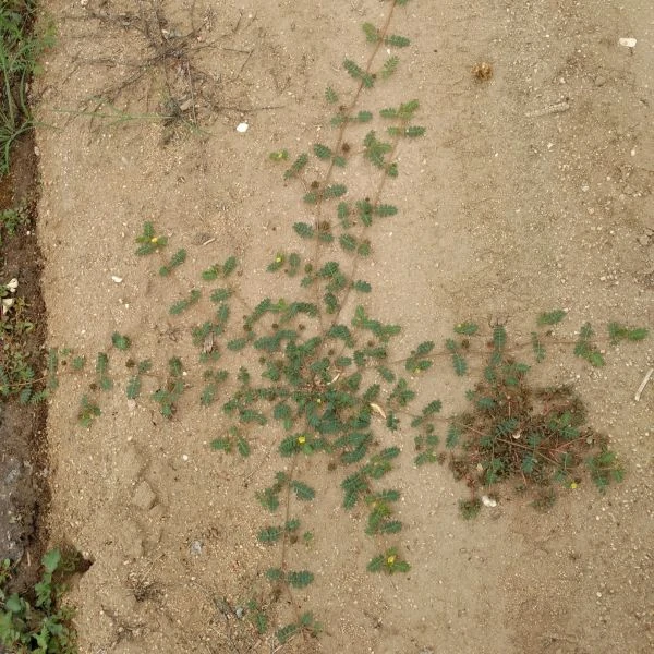 Изображение Трибулус или Якорцы стелющиеся  - Tribulus terrestris