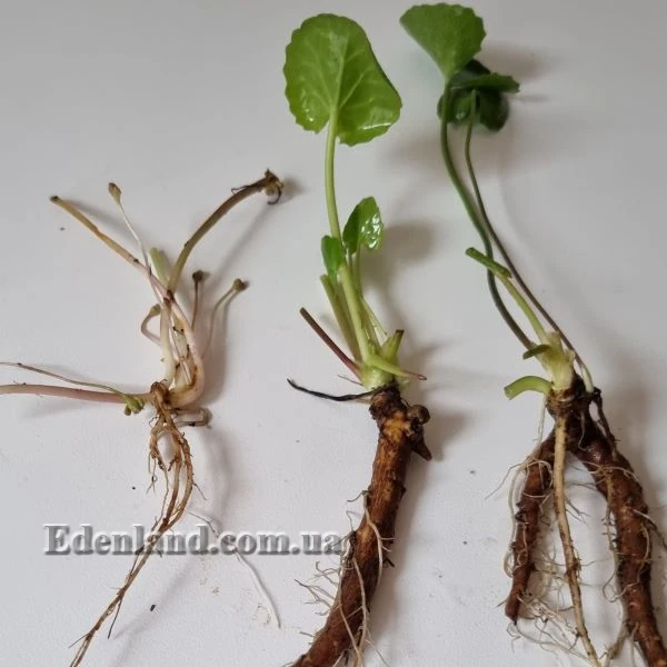 Зображення одиночні рослини з коренями