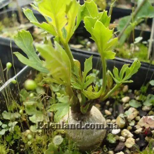 Изображение Куссония метельчатая подвид выемчатая - Cussonia paniculata subsp. sinuata 