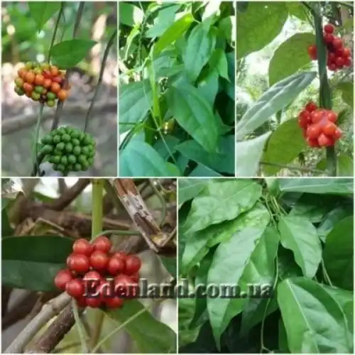 Изображение Тилиакора трёхтычинковая - Tiliacora triandra 