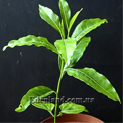 Зображення сіянець