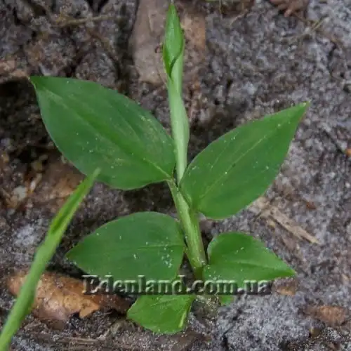 Зображення молодий саджанець