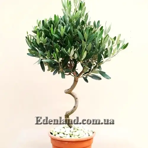 Изображение сформированное дерево