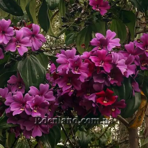 Изображение Мериания благородная - Meriania Nobilis