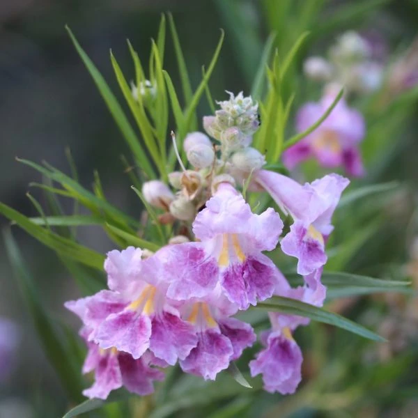 Зображення Хілопсис лінійний - Chilopsis linearis 